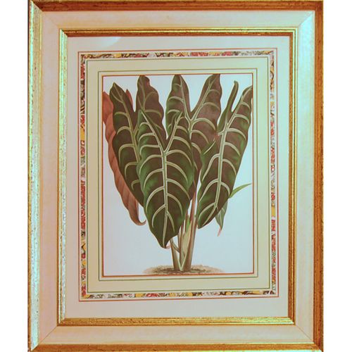 A set of four foliage botanical engravings from L’illustration Horticole.