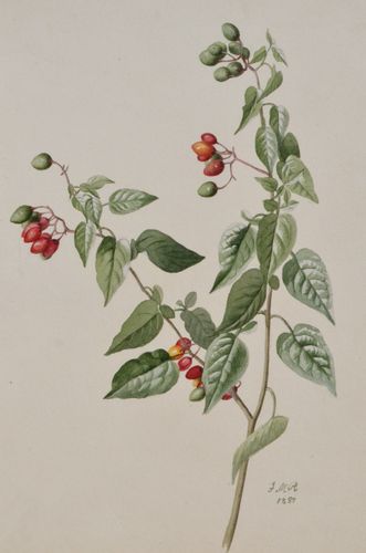 Francis Martin Russell - Bittersweet - watercolour