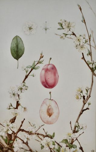 Edward Julius Detmold - Plum - watercolour
