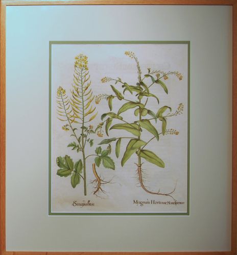 A pair of Besler Engravings, white mustard & Myagrum, and Ageratum.