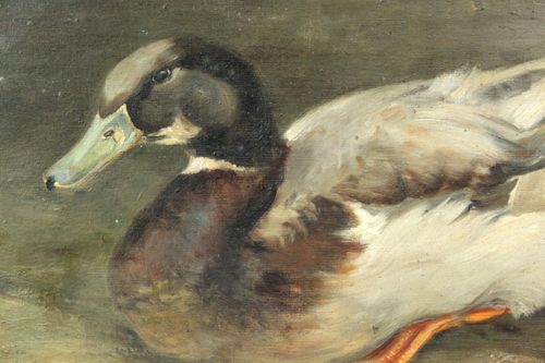 Duck picture by H K Ritchie