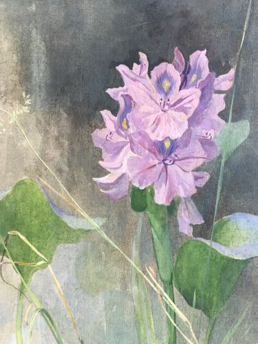Arthur Wardle - Water Hyacinth - watercolour