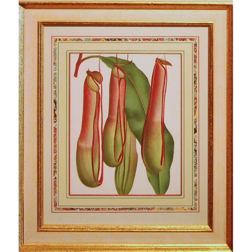A set of four foliage botanical engravings from L’illustration Horticole.