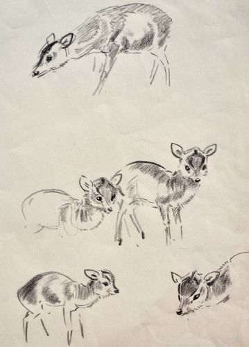 Eileen Soper - Muntjac - pencil drawing