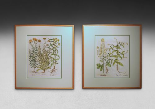 A pair of Besler Engravings, white mustard & Myagrum, and Ageratum.