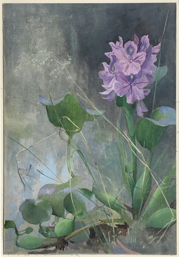 Arthur Wardle - Water Hyacinth - watercolour