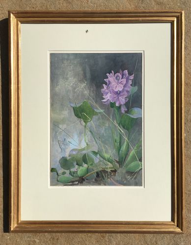 Arthur Wardle - Water Hyacinth - watercolour