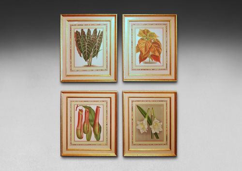 A set of four foliage botanical engravings from L’illustration Horticole.