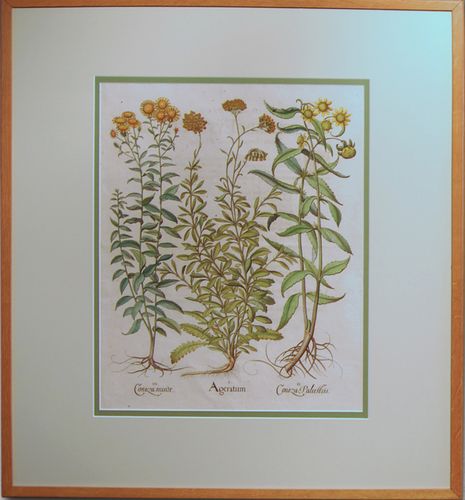 A pair of Besler Engravings, white mustard & Myagrum, and Ageratum.