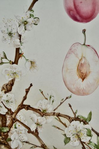 Edward Julius Detmold - Plum - watercolour