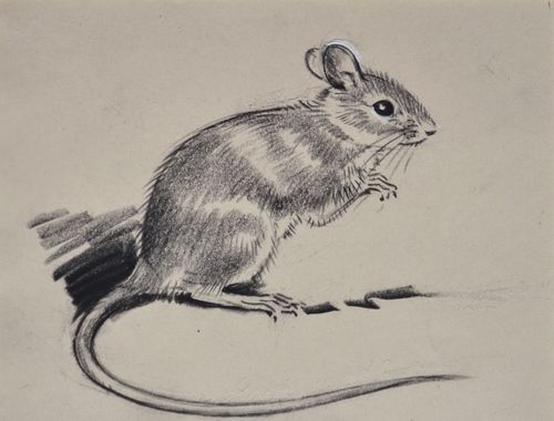 Eileen Soper - Yellow Necked Mouse - Pencil drawing