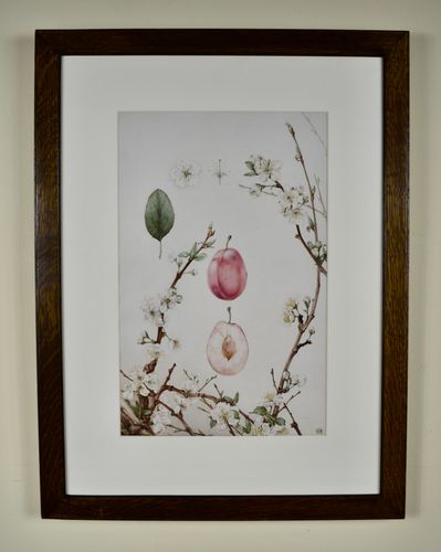 Edward Julius Detmold - Plum - watercolour