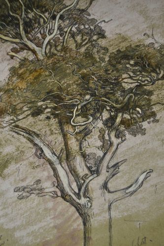 William Shackleton - Oak Tree, Parham - watercolour