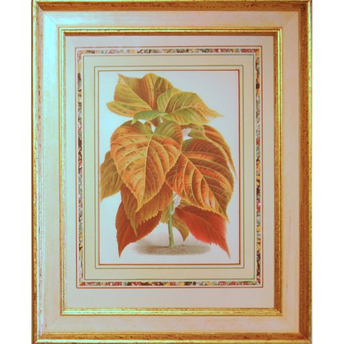 A set of four foliage botanical engravings from L’illustration Horticole.