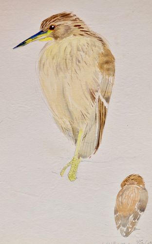 Eileen Soper - Night Heron - watercolour
