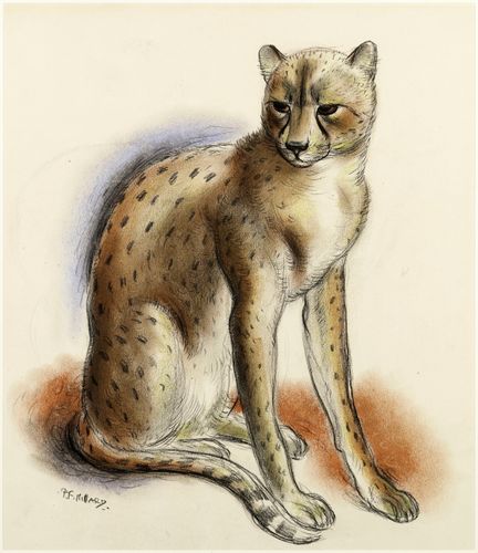 Patrick Ferguson Millard - Cheeta - Chalk drawing