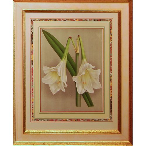 A set of four foliage botanical engravings from L’illustration Horticole.