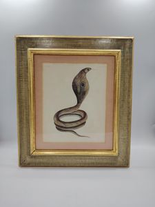 19th century watercolour of a Cobra