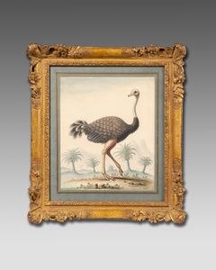 18th century watercolour of an Ostrich