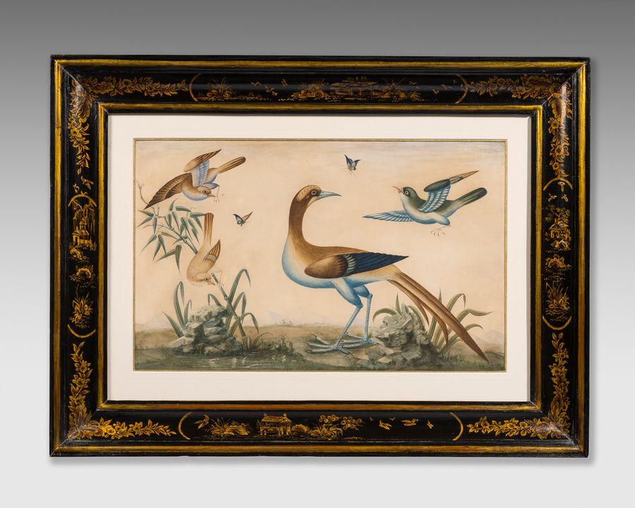 18th century gouache study of birds